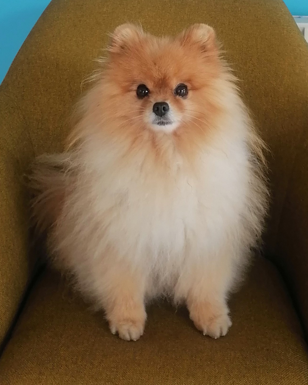 Mascotte MMA Toulon chien Ryo